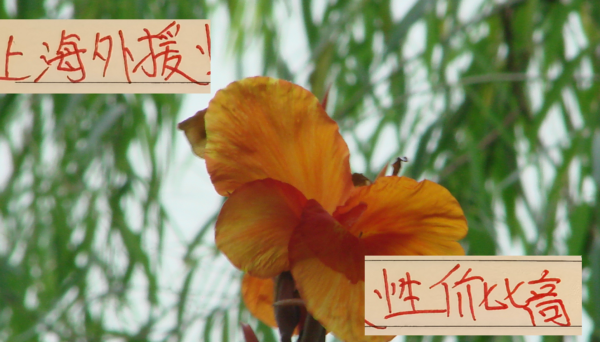 多赢策略 都在羡慕别人家外援香！其实申花+海港的外援 已经很有性价比