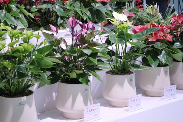 融股宝 首届广花红掌艺术节来了！全运会期间，沙面将被这片“红”承包